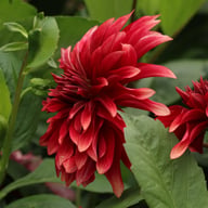 Cherry Cream Idylle Dahlia Knöl