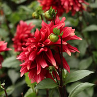 Cherry Cream Idylle Dahlia Knöl