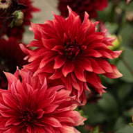 Cherry Cream Idylle Dahlia Knöl