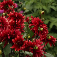 Cherry Cream Idylle Dahlia Knöl