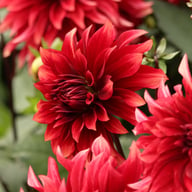 Cherry Cream Idylle Dahlia Knöl