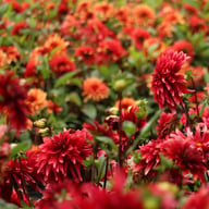Cherry Cream Idylle Dahlia Knöl