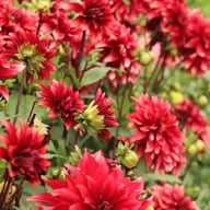 Cherry Cream Idylle Dahlia Knöl