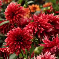 Cherry Cream Idylle Dahlia Knöl