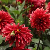 Cherry Cream Idylle Dahlia Knöl