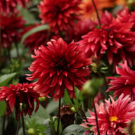 Cherry Cream Idylle Dahlia Knöl
