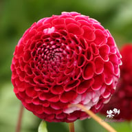 Chick a Dee Dahlia Knöl