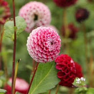 Chick a Dee Dahlia Knöl
