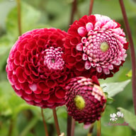 Chick a Dee Dahlia Knöl