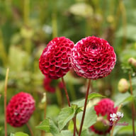 Chick a Dee Dahlia Knöl