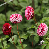 Chick a Dee Dahlia Knöl