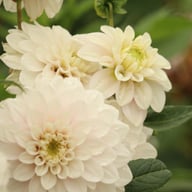 Christo Dahlia Knöl