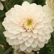 Christo Dahlia Knöl