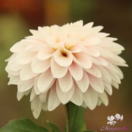 Christo Dahlia Tuber
