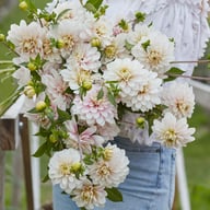 Christo Dahlia Tuber