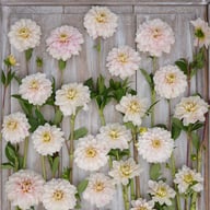 Christo Dahlia Tuber
