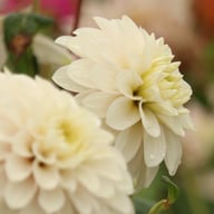 Christo Dahlia Knöl
