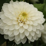 Christo Dahlia Tuber