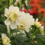 Christo Dahlia Tuber