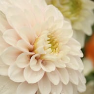 Christo Dahlia Knöl