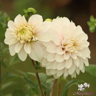 Christo Dahlia Tuber