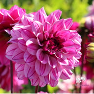 Circus Idylle Dahlia Tuber