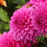 Claudette Dahlia Tuber