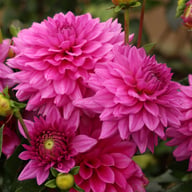 Claudette Dahlia Tuber