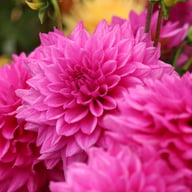 Claudette Dahlia Tuber