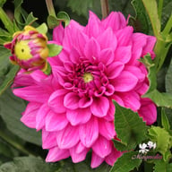 Claudette Dahlia Tuber