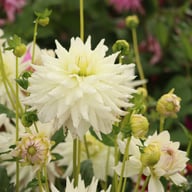 Clearview Edie Dahlia Knöl