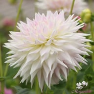 Clearview Edie Dahlia Tuber