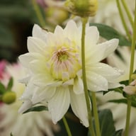 Clearview Edie Dahlia Knöl