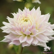 Clearview Edie Dahlia Tuber