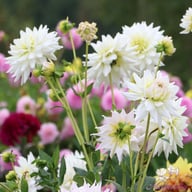 Clearview Edie Dahlia Tuber