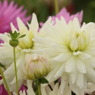 Clearview Edie Dahlia Knöl