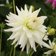 Clearview Edie Dahlia Knöl