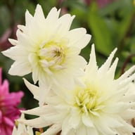 Clearview Edie Dahlia Knöl