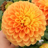 Clearview Emma Dahlia Cutting