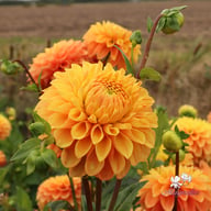 Clearview Emma Dahlia Cutting