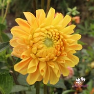 Clearview Emma Dahlia Cutting