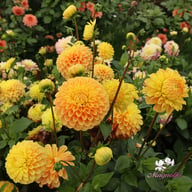 Clearview Emma Dahlia Cutting