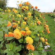 Clearview Emma Dahlia Cutting
