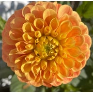 Clearview Emma Dahlia Cutting