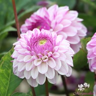 Columbus Dahlia Knöl