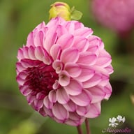 Columbus Dahlia Knöl