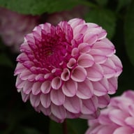 Columbus Dahlia Knöl