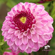 Columbus Dahlia Knöl