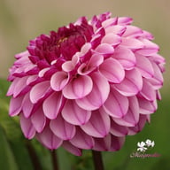 Columbus Dahlia Knöl