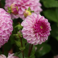 Columbus Dahlia Knöl